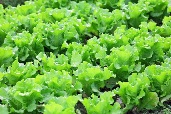 Vegetable in field — Stock Photo, Image