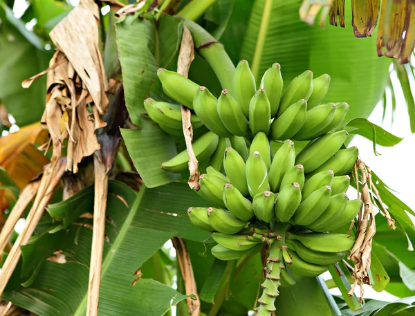 Banana on tree — Stock Photo, Image