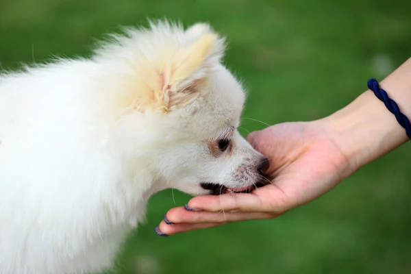 stock image Feed the dog