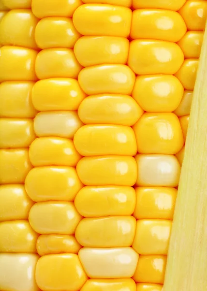 The Corn — Stock Photo, Image