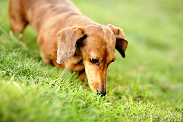 ダックスフント犬 — ストック写真