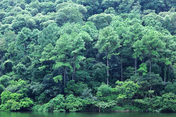 Grüne Bäume am See — Stockfoto