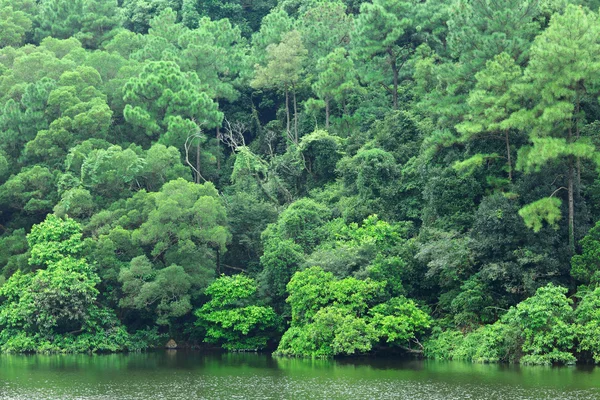 Озеро с лесом — стоковое фото
