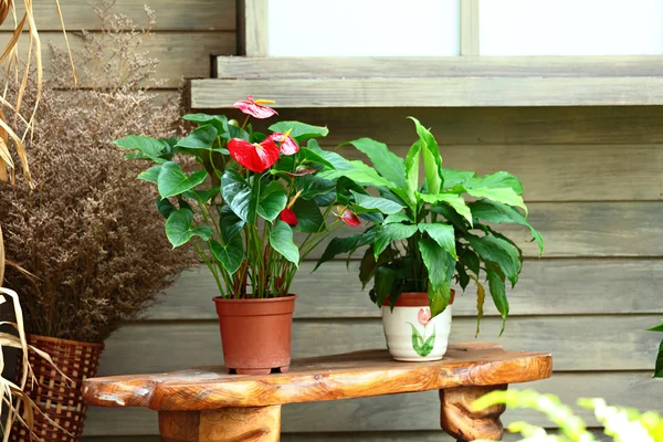 stock image Plant pots