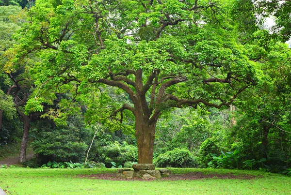 Lugar de descanso y gran árbol —  Fotos de Stock
