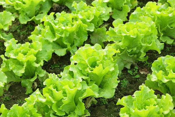 Саджанці салату в польових умовах — стокове фото