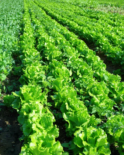 Листя салату в польових умовах — стокове фото