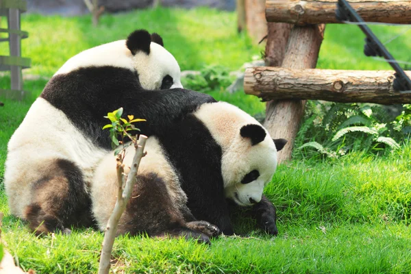 Panda — Zdjęcie stockowe