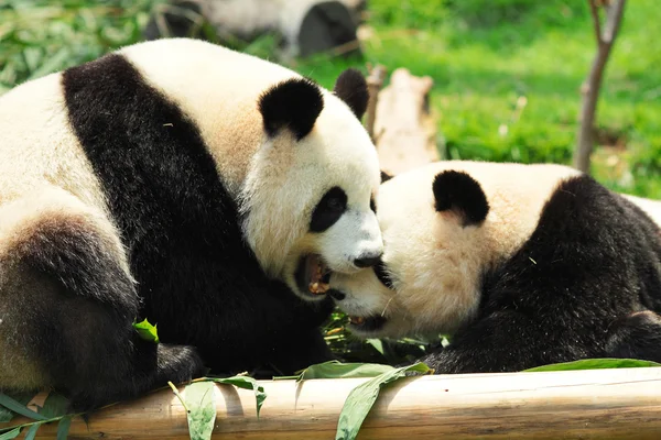Panda spelen — Stockfoto