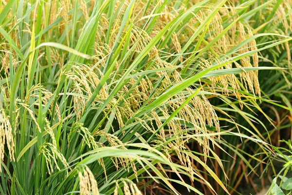 Спелый рис — стоковое фото