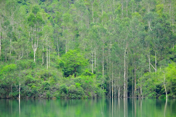 Озеро с зеленым деревом — стоковое фото