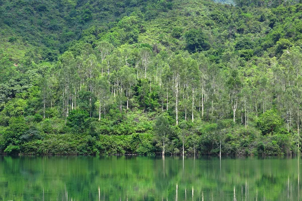 Lago con albero verde — Foto Stock