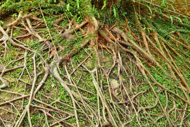 Tree roots clipart