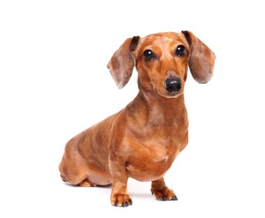 Dachshund Köpek