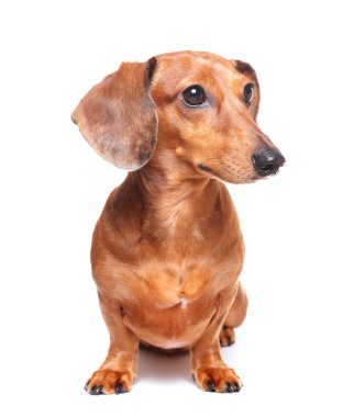 Dachshund Köpek