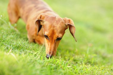 Dachshund Köpek