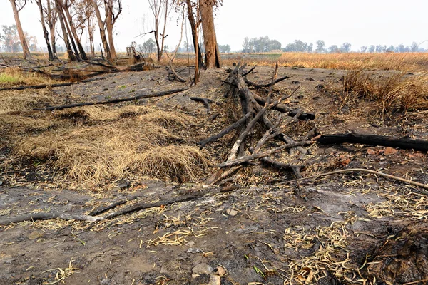 stock image Forest after fire burn