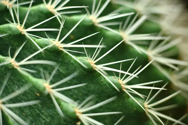 Cactus close up — Stock Photo, Image