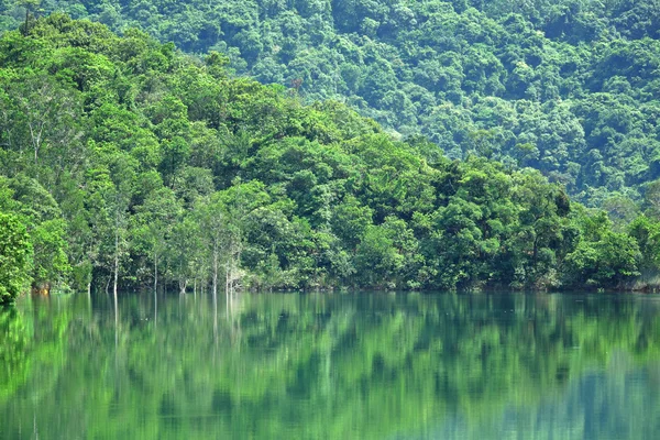 Озеро з зеленим деревом — стокове фото