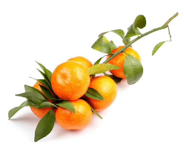 Mandarin på vit — Stockfoto