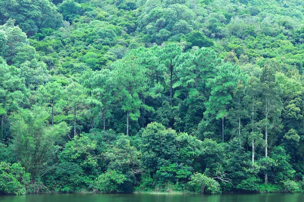 Sjön med grön skog — Stockfoto