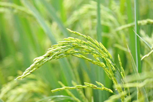 Zbliżenie zielony niełuskany ryż roślin — Zdjęcie stockowe