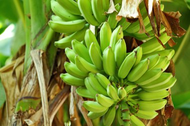 Banana on tree