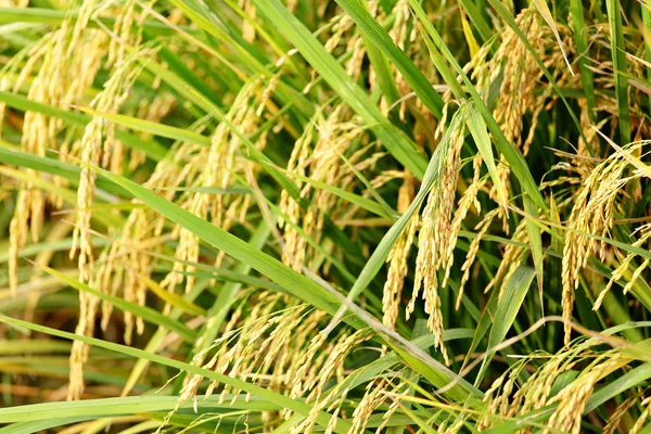 水稻植株 — 图库照片