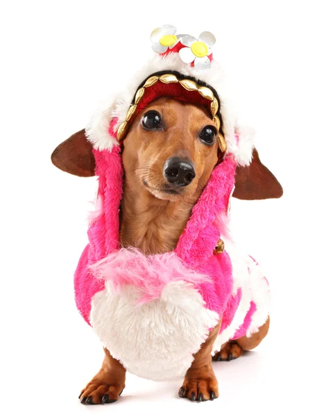 Dachshund dog in chinese new year cloth — Stock Photo, Image