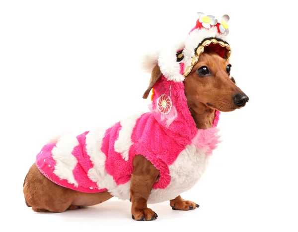 stock image Dachshund dog in chinese new year cloth