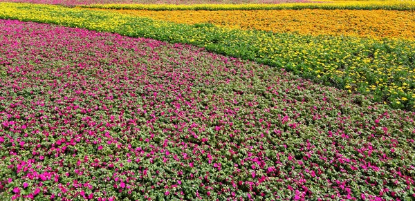 Цветочное поле — стоковое фото