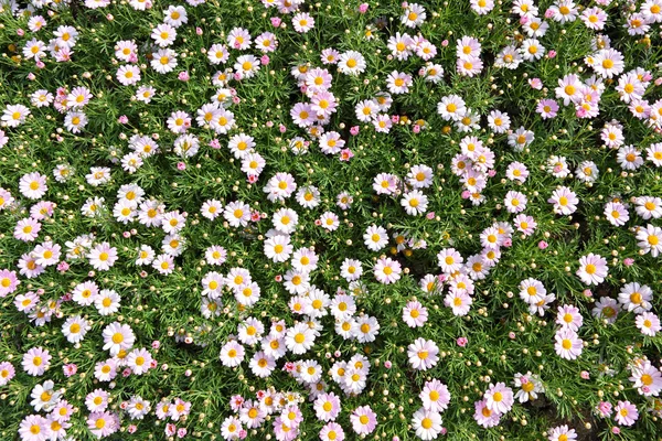 Campo de flores — Fotografia de Stock