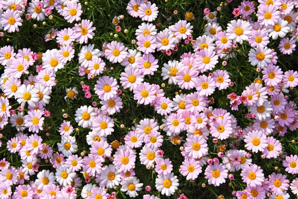 Flower field — Stock Photo, Image