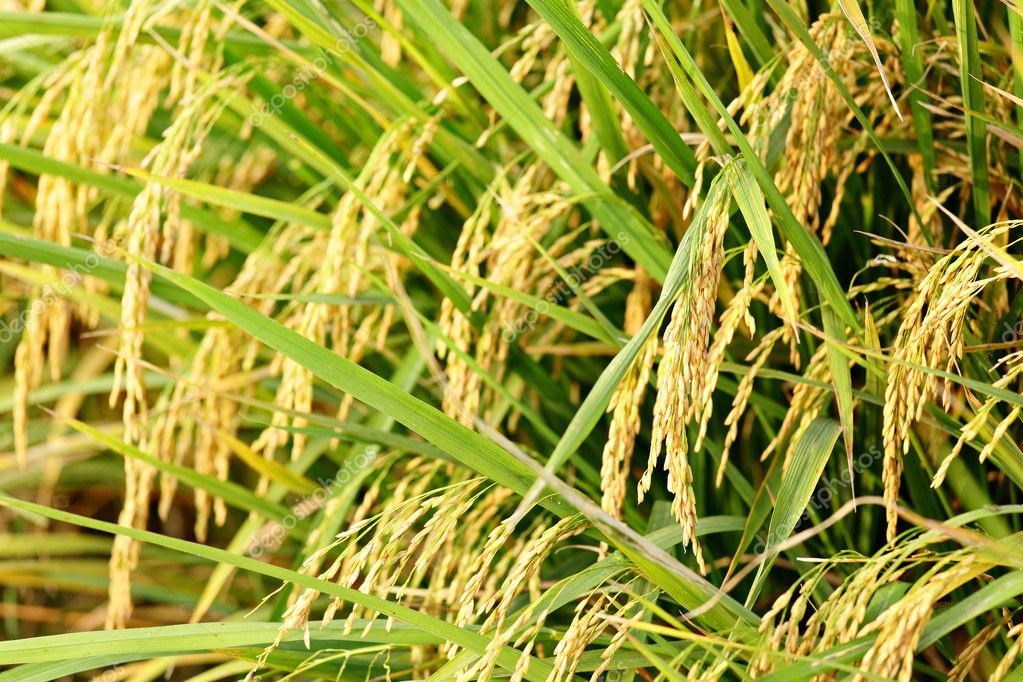 Rice Plant — Stock Photo © Leungchopan 8473340