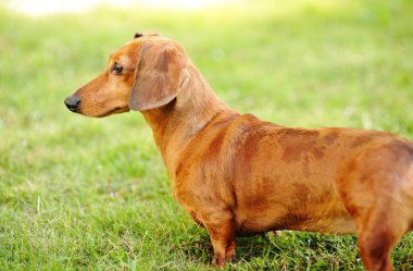 Dachshund Köpek