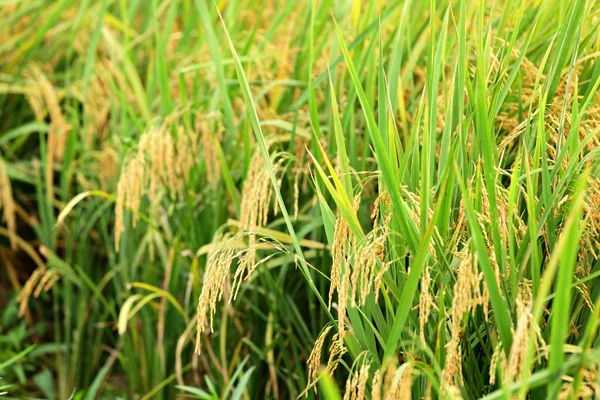 Rizière à riz Paddy — Photo