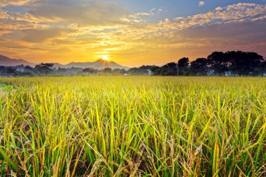 Paddy field with sunset clipart