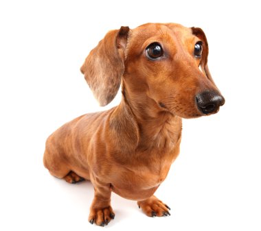 Dachshund Köpek