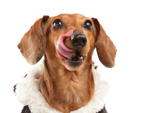 Собака таксы ждет вкусной еды — стоковое фото