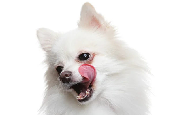 Pomeranian dog wait for yummy food — Stock Photo, Image