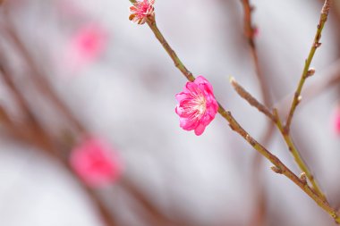 Şeftali blossom, Çin yeni yılı için çiçek dekorasyonu