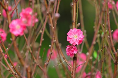 Şeftali blossom, Çin yeni yılı için çiçek dekorasyonu