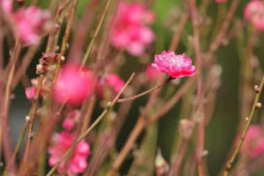 Şeftali blossom, Çin yeni yılı için çiçek dekorasyonu