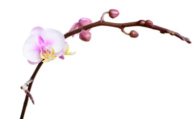 Orchid flower on white background clipart