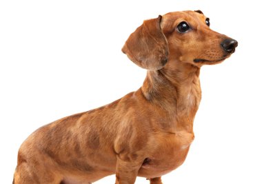 Dachshund Köpek