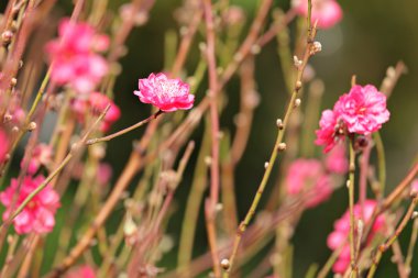 Şeftali blossom, Çin yeni yılı için çiçek dekorasyonu