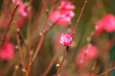 Şeftali blossom, Çin yeni yılı için çiçek dekorasyonu