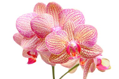 Pink orchid on white background clipart