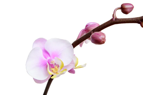 Flor de orquídea sobre fondo blanco — Foto de Stock