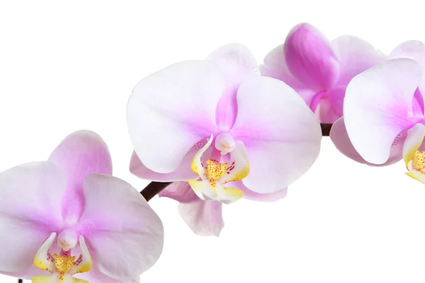 Fleur d'orchidée sur blanc — Photo